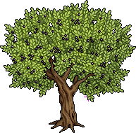 Olive Tree
