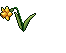 Narcissus Flower